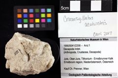 Foto (Objket + Etiketten) von Decapoda indet. 